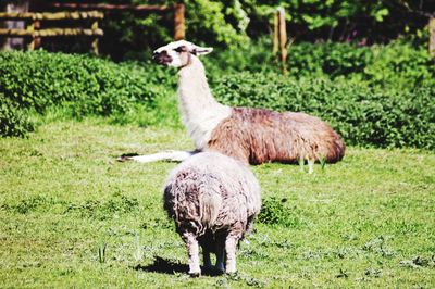 Sheep in a field