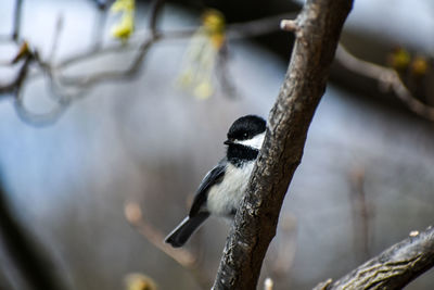 Close-up of bird perching on branch