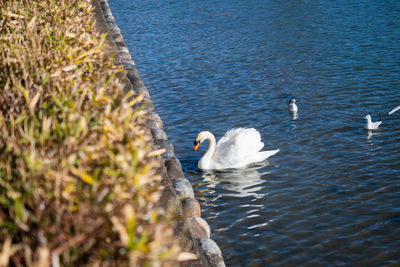 Swans swimming in lake