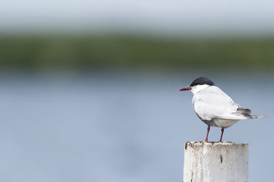 Close-up of tern perching on wooden post