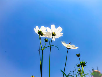 Low angle view of flowering plant against clear blue sky