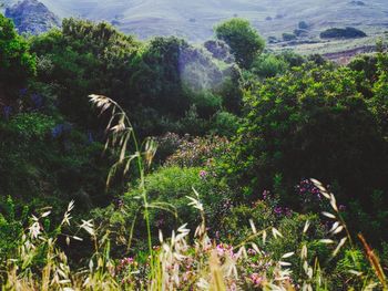 Plant growing on a tree