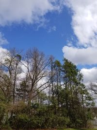 Low angle view of trees against sky