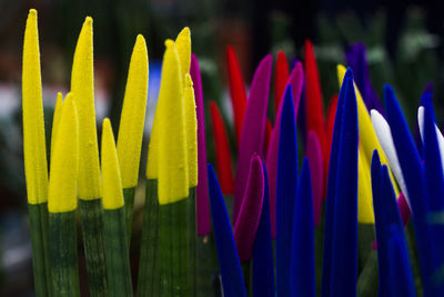 Close-up of colorful balloons