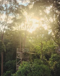 Trees in forest against sky at sunset