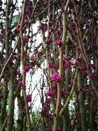 Low angle view of pink flowering tree