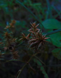 Close-up of plant