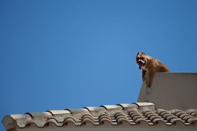 Low angle view of dog on roof against clear blue sky