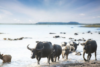 Horses in the lake