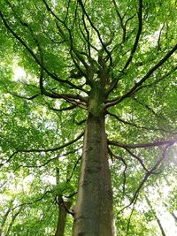 Low angle view of trees