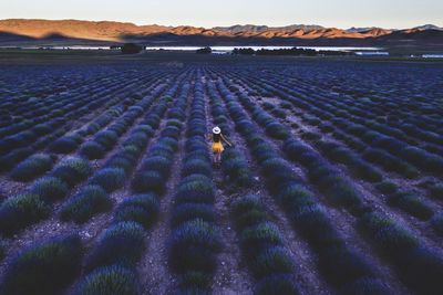 Rear view of woman standing lavender field 