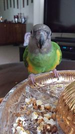 Close-up of parrot perching on table