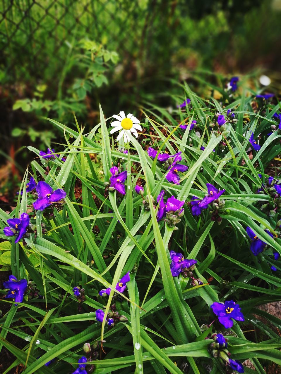 flower, growth, nature, purple, fragility, beauty in nature, green color, outdoors, day, petal, plant, no people, freshness, flower head, blooming, grass, close-up