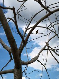 Low angle view of bare tree against sky