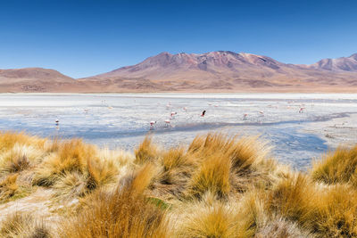 Scenic view of beach against clear sky, laguna blanca, bolivia