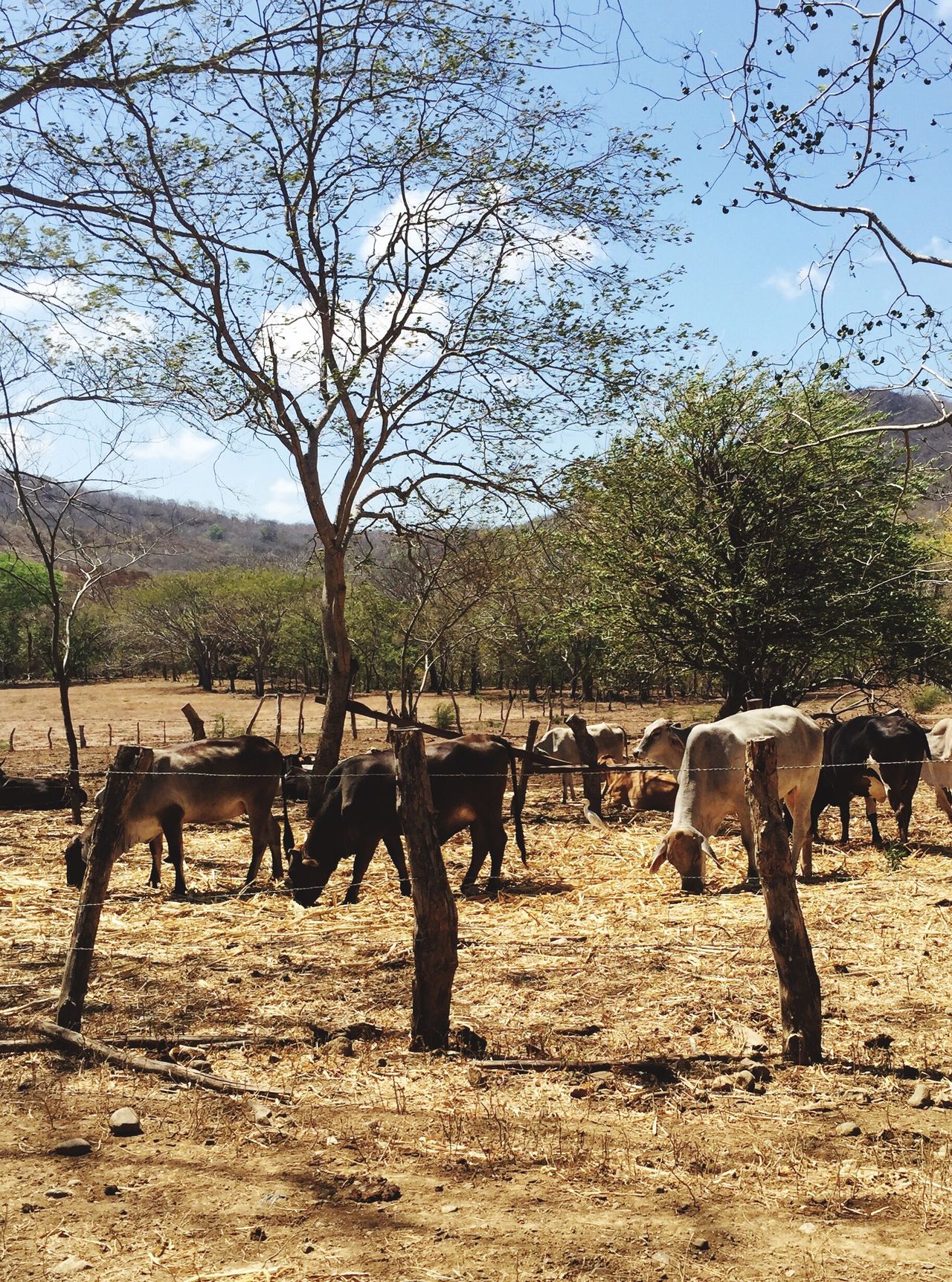 Drought global warming