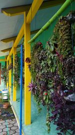 Flowering plants against building wall