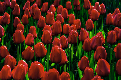 Full frame shot of red flowers blooming outdoors