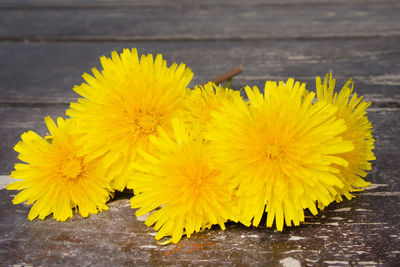 Close-up of yellow dandelion on wood