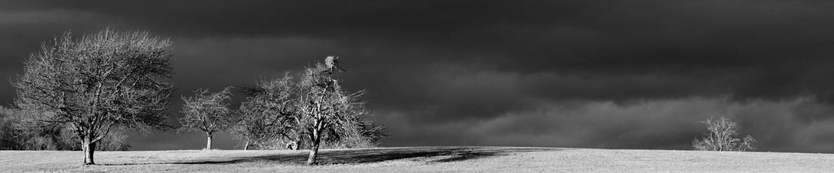 Trees on field against sky during winter