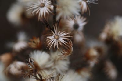 Close-up of wilted flower