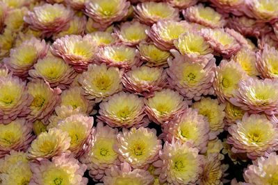 Full frame shot of flowering plants