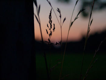 Trees growing on landscape