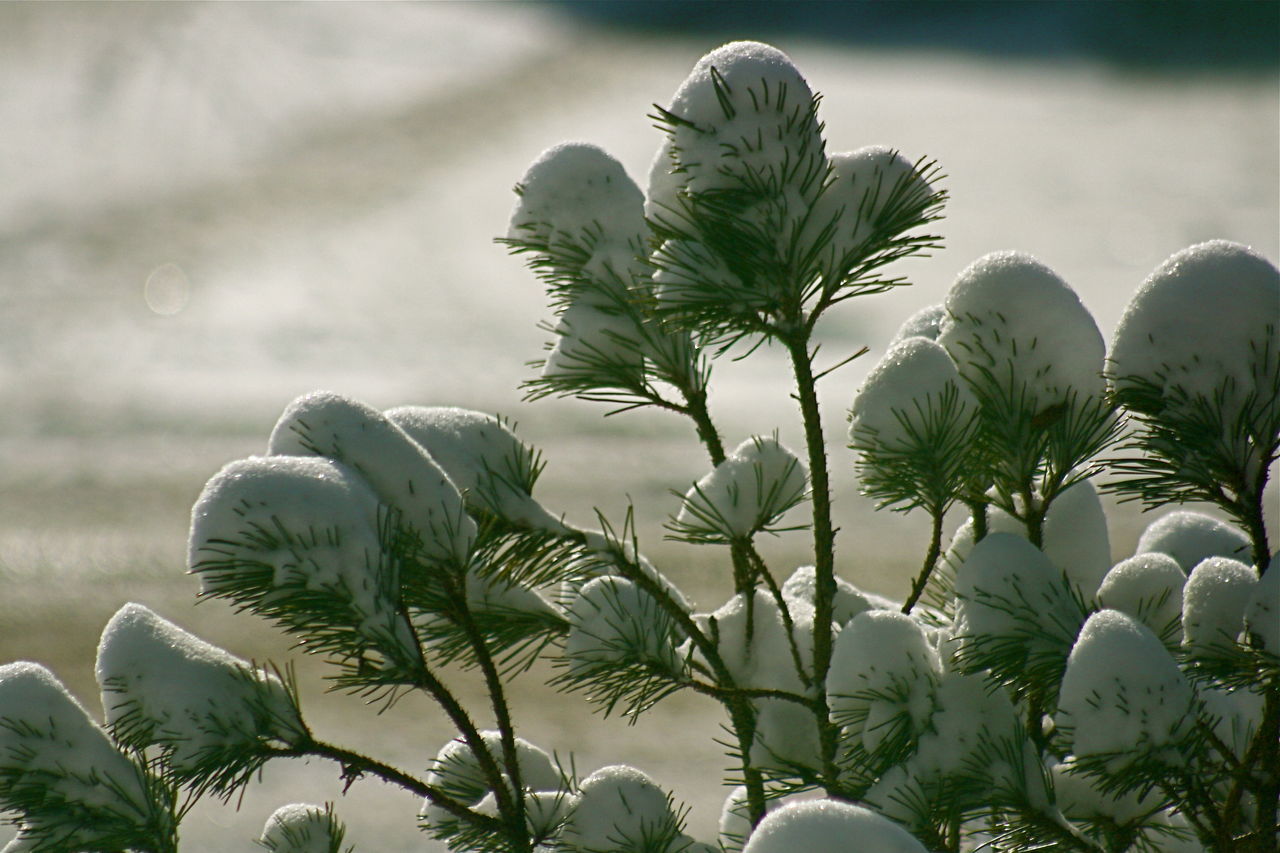 Snow on a pine bush