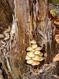 Close-up of mushrooms growing on tree trunk in forest