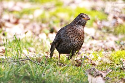 Close-up of bird perching on a field