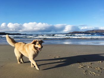 Dog on beach against sky