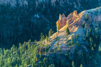 Pine trees in forest