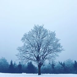 Tree in snow covered landscape against clear sky