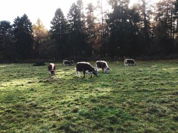 Cows grazing on field against trees