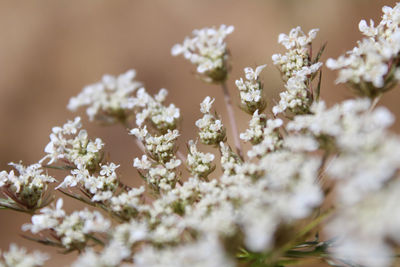 Close-up of white flowering plant