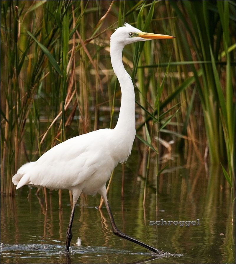 animal themes, bird, animals in the wild, wildlife, water, lake, swan, one animal, white color, beak, nature, waterfront, reflection, water bird, side view, beauty in nature, day, zoology, plant