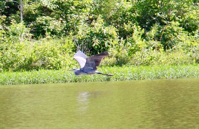 Bird on lake against trees