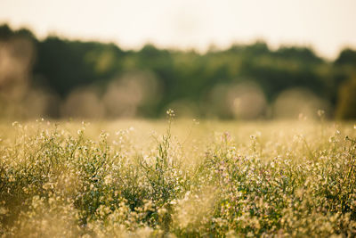 Close-up of plants growing on field