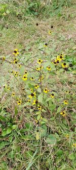 High angle view of flowering plants on field