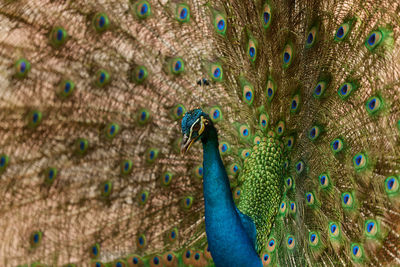 Peacock spread
