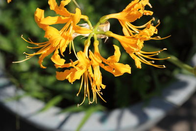 Close-up of yellow flowering plant