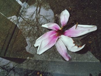 Close-up of pink flowers