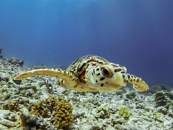 Close-up of turtle swimming in sea