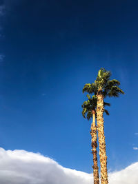 Low angle view of coconut palm tree against blue sky