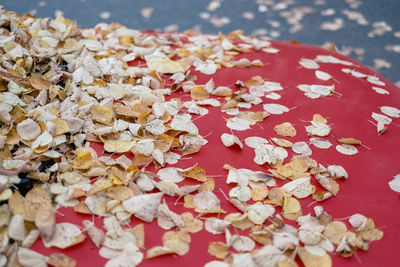 Close-up of autumn leaves on table