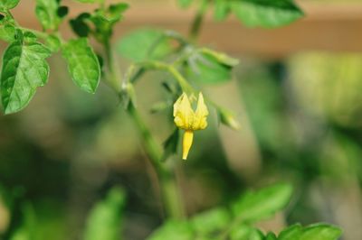 Close-up of yellow flowering plant