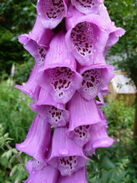 Close-up of pink flowers