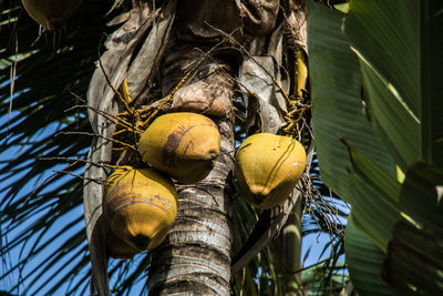 Low angle view of crab on tree