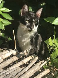 Portrait of a cat