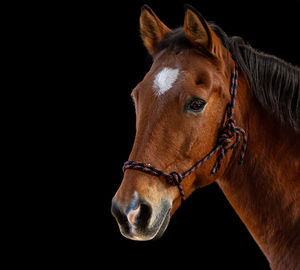 Close-up of a horse against black background